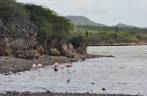 Flamingos se alimentam em lago do Parque Nacional Washington-Slagbai, no norte de Bonaire